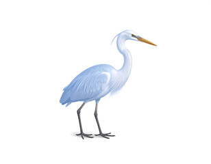 Obraz premium Standing tall elegant heron in wetland looking for morning fish