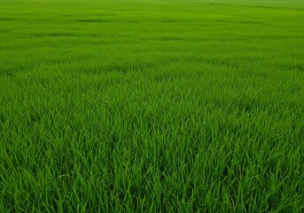 A vibrant, green field of grass or young crops stretching to the horizon, creating a natural background