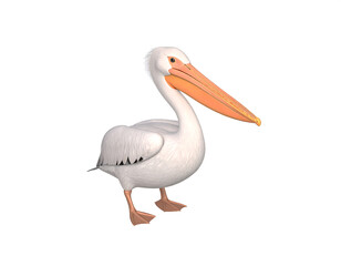 White pelican with orange beak stands on a bright, clear Day