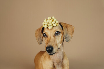 Dachshund with gold bow on head looking up, concept festive gift and holiday greeting