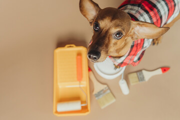 Dachshund looking up at camera with painting tools, concept loyal pet helping in home renovation