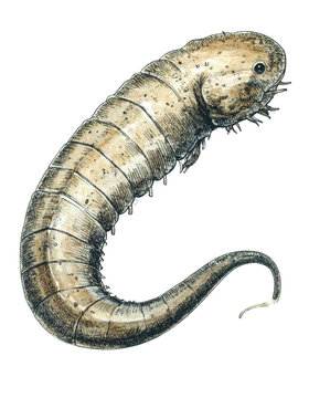 Hallucigenia sparsa An Extinct Lobopodian Illustration.