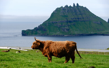 A tranquil view of a Highland cow peacefully grazing on lush green grass in the Faroe Islands