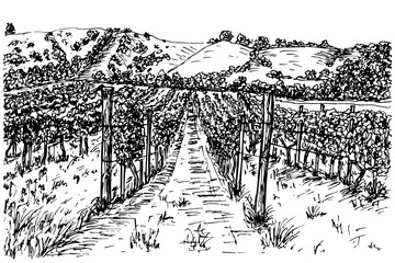 Vineyard landscape sketch outline illustration, hand-drawn vector line art. Drawing in engraving style, isolated on a white background