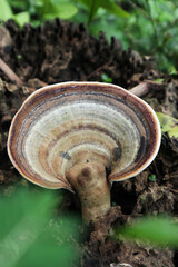 Wild Ganoderma Mushroom with Natural Concentric Rings on Forest Floor

