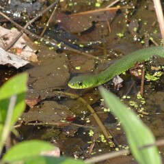 Green snake in a swampy environment