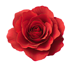 Close-up of a vibrant crimson rose.  Detailed petals, deep red center