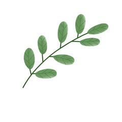 Green Leaf Branch Illustration