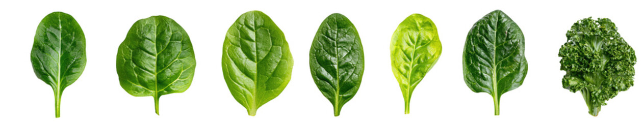 Obraz premium Multiple green leaves, possibly spinach, displayed in a row