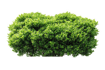 Fototapeta premium Lush green shrubbery cluster, dense foliage