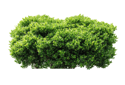 Lush green shrubbery cluster, dense foliage
