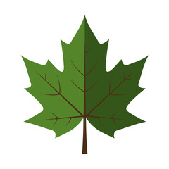 A simple, stylized illustration of a green maple leaf against a white background.