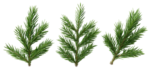 Three sprigs of pine needles