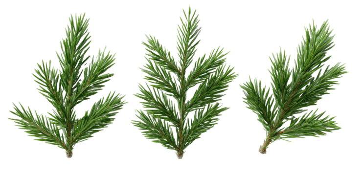 Three sprigs of pine needles