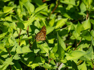 葉に止まったツマグロヒョウモン