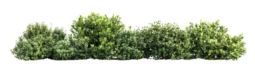 Obraz premium Lush Green Bushes and Shrubs, Decorative Garden Design, on isolated Background