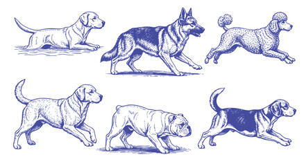 Dog Breeds vector illustration set. Vector  of labrador, golden retriever, german shepherd, bulldog, beagle, poodle, dachshund, pug, shih tzu, maltese, yorkshire terrier thin linear illustration.