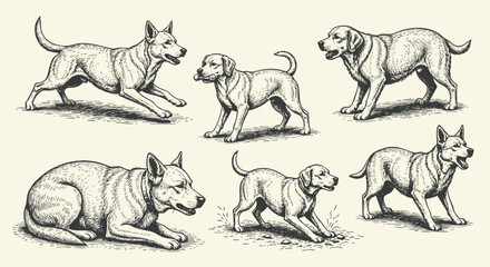 Dog Breeds vector illustration set. Vector  of labrador, golden retriever, german shepherd, bulldog, beagle, poodle, dachshund, pug, shih tzu, maltese, yorkshire terrier thin linear illustration.