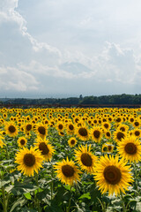 Obraz premium Sunflower field at full bloom during the peak season in Yamanashi, Japan
