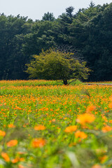 Orange cosmos flower field and a tree standing at the background in Yamanashi, Japan
