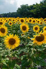 Obraz premium Sunflower field at full bloom during the peak season in Yamanashi, Japan