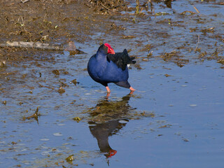 Australasian Swamphen (Porphyrio melanotus)  wading through floodwaters looking for food.
