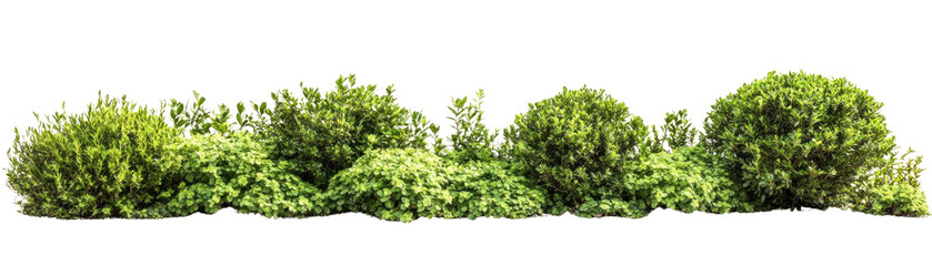 Fototapeta premium Lush Green Bushes and Shrubs, Decorative Garden Design, on isolated Background