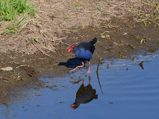 Australasian Swamphen (Porphyrio melanotus)  wading through floodwaters looking for food.