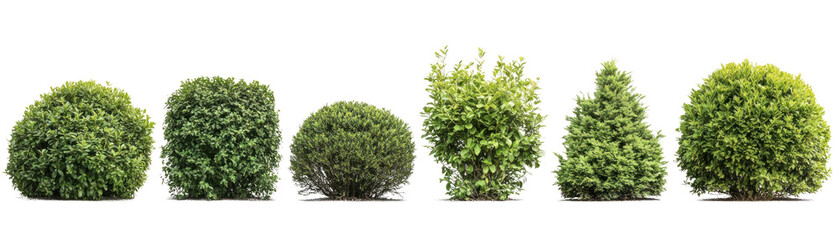 Obraz premium Lush Green Bushes and Shrubs, Decorative Garden Design, on isolated Background