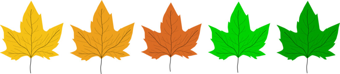 Autumn and Spring Maple Leaves Pack – Vector Design