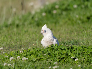 Little Corella (Cacatua sanguinea) standing on a grass field during the day foraging for food. 