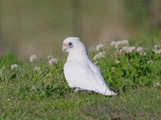 Little Corella (Cacatua sanguinea) standing on a grass field during the day foraging for food. 