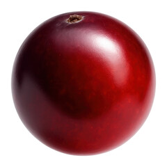 Obraz premium Viburnum berry with a blended shade