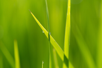 朝露に濡れる稲穂	