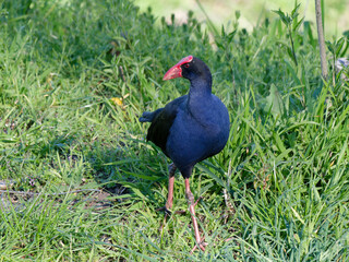 Australasian Swamphen or Pūkeko (Porphyrio melanotus) foraging for food in long green grass after...