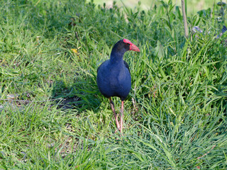 Australasian Swamphen or Pūkeko (Porphyrio melanotus) foraging for food in long green grass after...