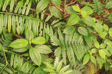 Grüne Vielfalt im Morne Seychellois National Park auf Mahé