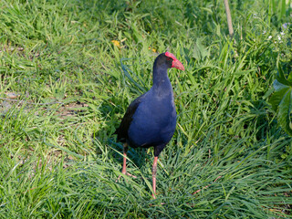 Australasian Swamphen or Pūkeko (Porphyrio melanotus) foraging for food in long green grass after...