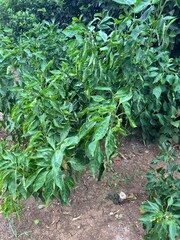 vegetable garden in the garden