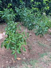vegetable beds in the garden