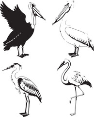 Collection of bird illustrations including pelicans and heron