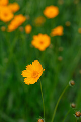 Bright yellow flowers bloom in a lush green field during sunny spring days