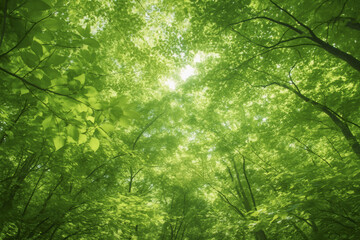 Fototapeta premium Lush green foliage creates serene atmosphere under sunlit canopy, inviting tranquility and peace. vibrant leaves filter sunlight, enhancing natural beauty of forest