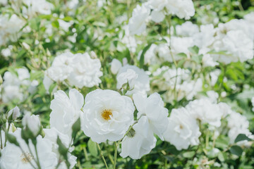 Blooming white roses adorn a sunny garden during springtime