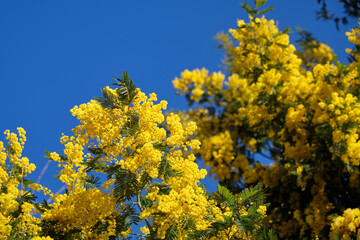 Fototapeta premium Acacia dealbata tree in blossom. This plant with yellow flowers is also known as mimosa.