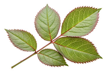 Photorealistic Rose Leaf with Serrated Edges and Glossy Veins, Isolated Transparent PNG for Botanical, Floral, Nature, Gardening, and Plant Illustrations
