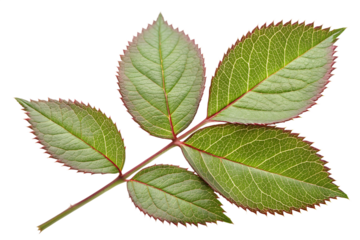 Photorealistic Rose Leaf with Serrated Edges and Glossy Veins, Isolated Transparent PNG for Botanical, Floral, Nature, Gardening, and Plant Illustrations