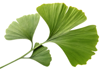 Photorealistic Ginkgo Biloba Leaf with Fan-Shaped Form and Natural Veins, Isolated Transparent PNG for Medicinal, Wellness, Botanical, and Nature-Inspired Designs