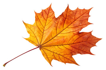 Photorealistic Golden Autumn Maple Leaf with Rich Orange and Yellow Colors and Crisp Edges Isolated on Transparent PNG Background for Seasonal and Nature Design