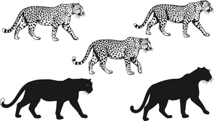Vintage engraving isolated leopard set panther illustration ink sketch. Africa wild cat cheetah background jaguar animal silhouette art. Black and white hand drawn vector image